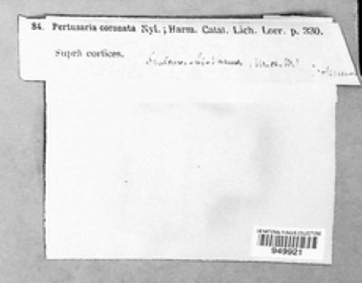 Pertusaria coronata image